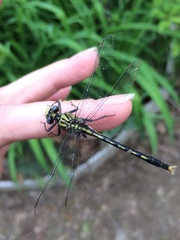 Arigomphus