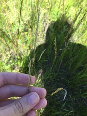 Agrostis vinealis