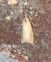 Diatraea evanescens