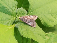Melipotis famelica