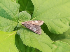 Melipotis famelica
