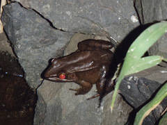 Lithobates vaillanti