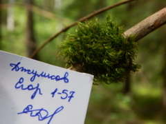 Paraleucobryum longifolium