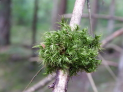 Paraleucobryum longifolium