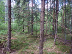 Paraleucobryum longifolium