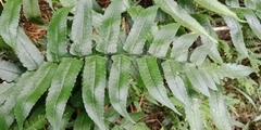 Dryopteris scottii
