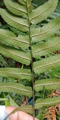 Dryopteris scottii