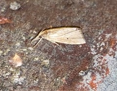 Diatraea evanescens