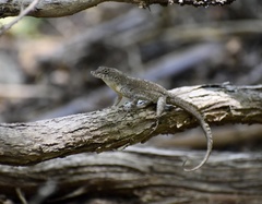 Anolis jubar oriens