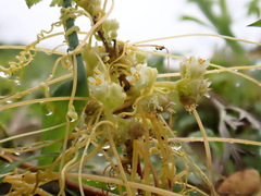 Cuscuta chinensis