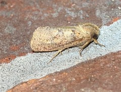Acrolophus plumifrontella