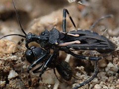 Acanthaspis cincticrus