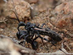 Acanthaspis cincticrus