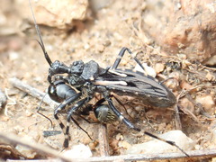 Acanthaspis cincticrus