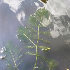 Ceratophyllum submersum
