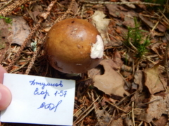 Russula integra