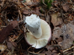 Russula integra
