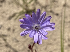 Lactuca tatarica