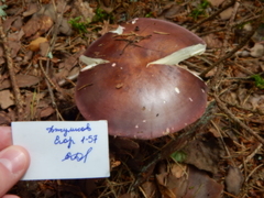 Russula integra