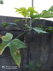 Vasconcellea pubescens