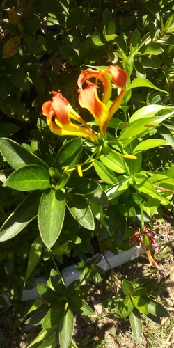Gloriosa image