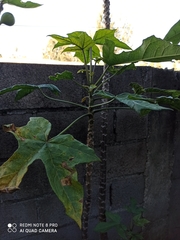 Vasconcellea pubescens