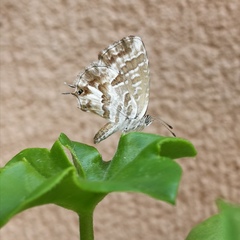 Cacyreus marshalli