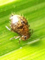Allacma fusca