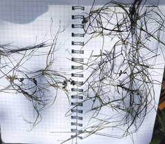 Potamogeton trichoides