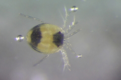 Axonopsinae