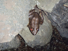 Lithobates vaillanti