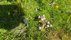 Pedicularis sylvatica