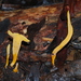 Clavulinopsis amoena - Photo (c) Natalie Tapson, some rights reserved (CC BY-NC-SA)