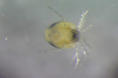 Axonopsinae