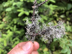 Pseudevernia cladonia