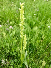 Platanthera aquilonis