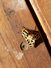 Apantesis arizoniensis