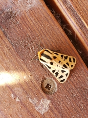 Apantesis arizoniensis