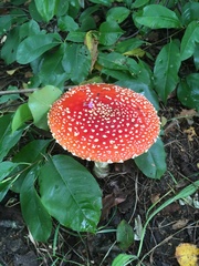 Amanita muscaria