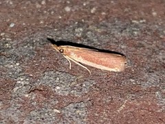 Peoria roseotinctella