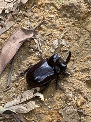 Trichogomphus mongol