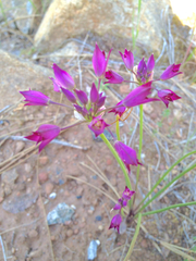 Allium peninsulare