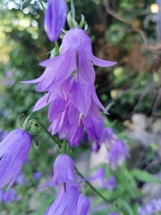 Campanula rapunculoides