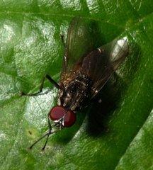Hydrophoria ruralis