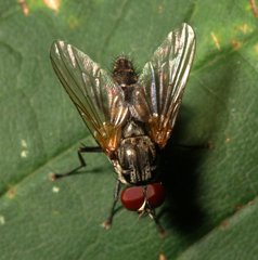Hydrophoria ruralis