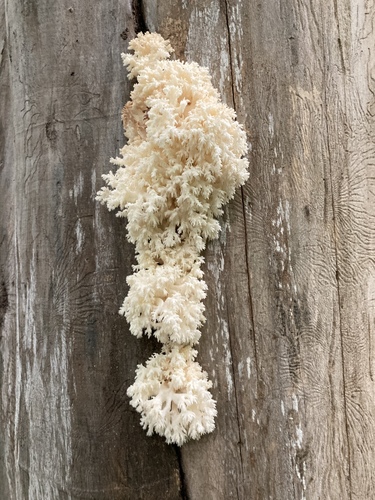 Coral tooth fungus