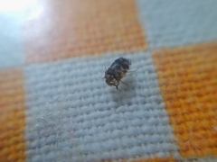 Trogoderma sternale aspericolle