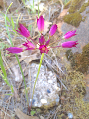 Allium peninsulare