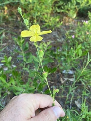 Ludwigia virgata