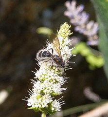 Colpa quinquecincta